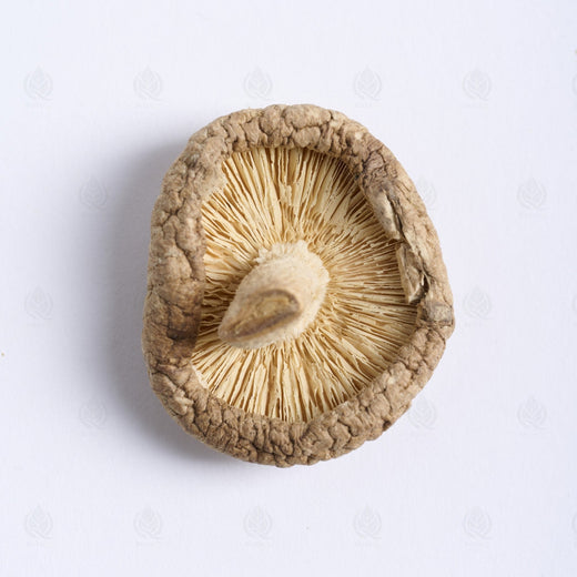 Champignon Shiitake - 香菇 (Xiang Gu)