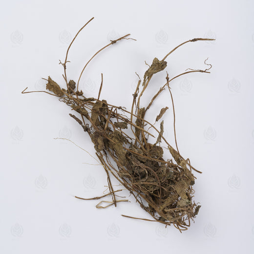 Centella asiatica (Gotu Kola) (Ji Xue Cao), vue de côté