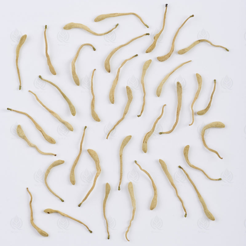 Japanese honeysuckle - 金银花 (Jin Yin Hua) — Qing Re 清热