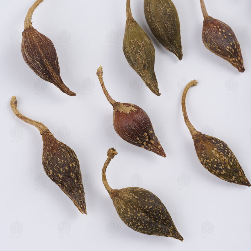 Forsythia fruits - 连翘 (Lian Qiao) — Qing Re 清热