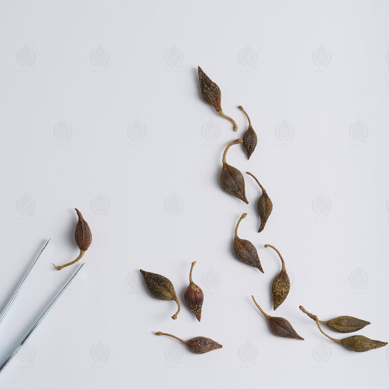 Forsythia fruits - 连翘 (Lian Qiao) — Qing Re 清热
