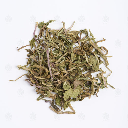 Pissenlit (Dent de Lion) - 蒲公英 (Pu Gong Ying)