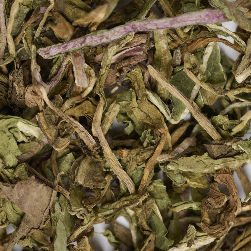Dandelion (Lion’s tooth) - 蒲公英 (Pu Gong Ying) — Qing Re 清热