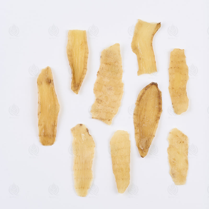 Racine de Gastrodia (Tian Ma) – vue de dessus
