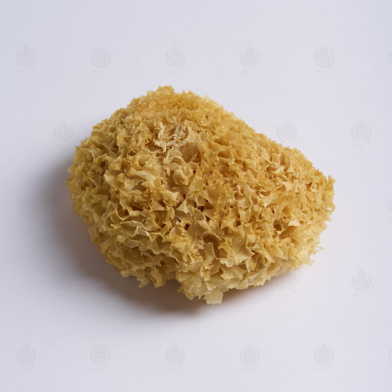 Trémelle blanche (Champignon des neiges) - 银耳 (Yin Er)