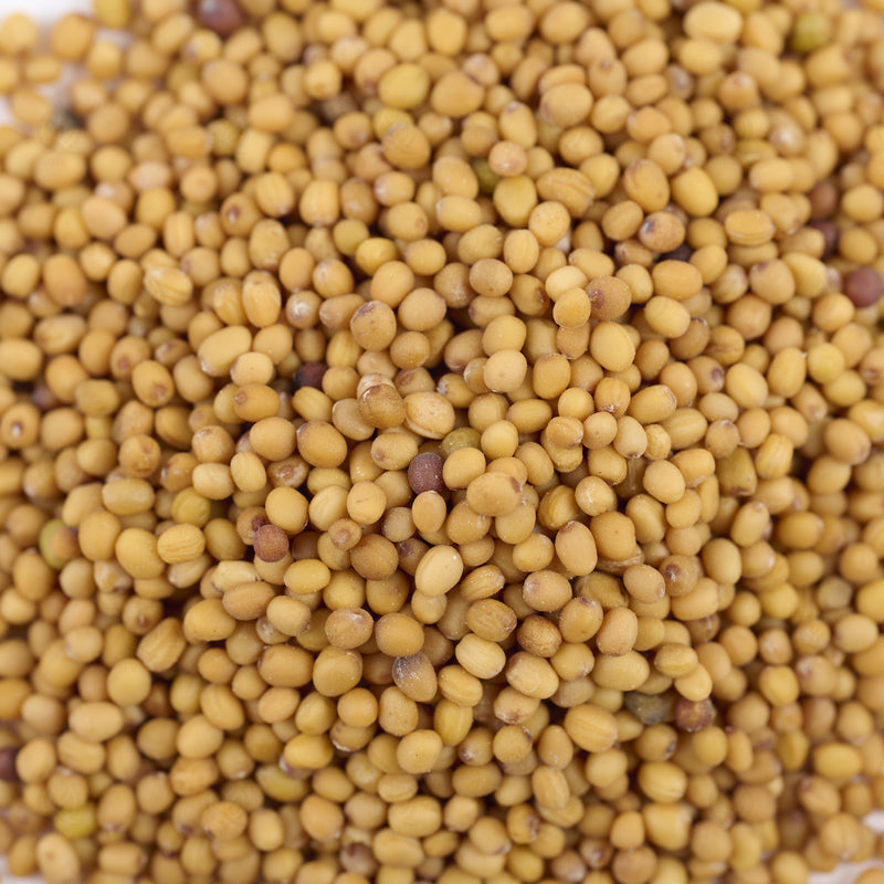 Graines de Moutarde blanche (Bai Jie Zi) – vue de dessus