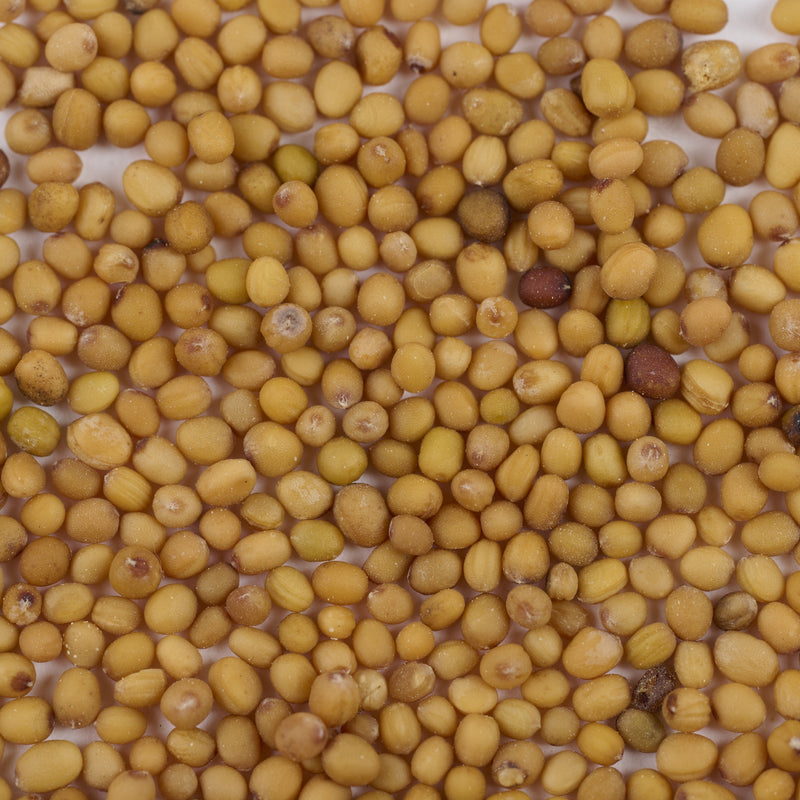 Graines de Moutarde blanche (Bai Jie Zi) – vue de dessus