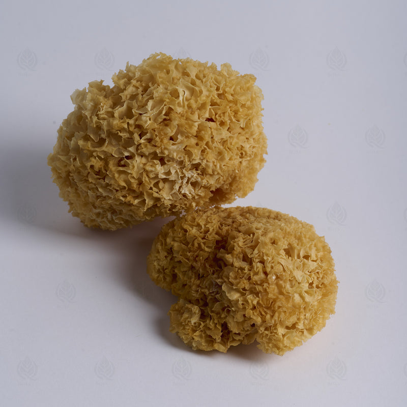 Trémelle blanche (Champignon des neiges) (Yin Er) – vue de côté