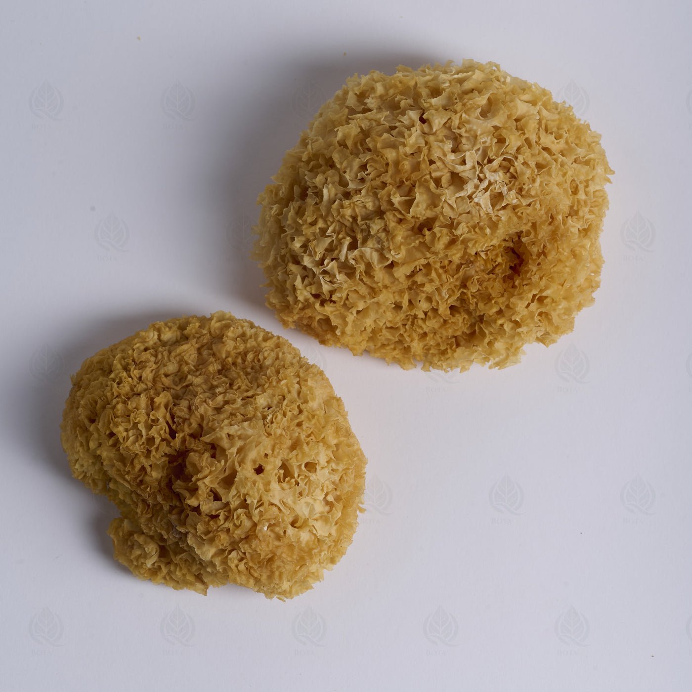 Trémelle blanche (Champignon des neiges) (Yin Er) – vue de dessus