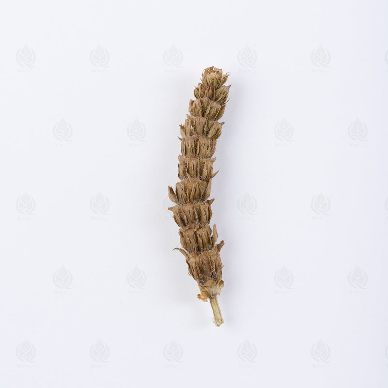 Brunelle commune - 夏枯草 (Xia Ku Cao)