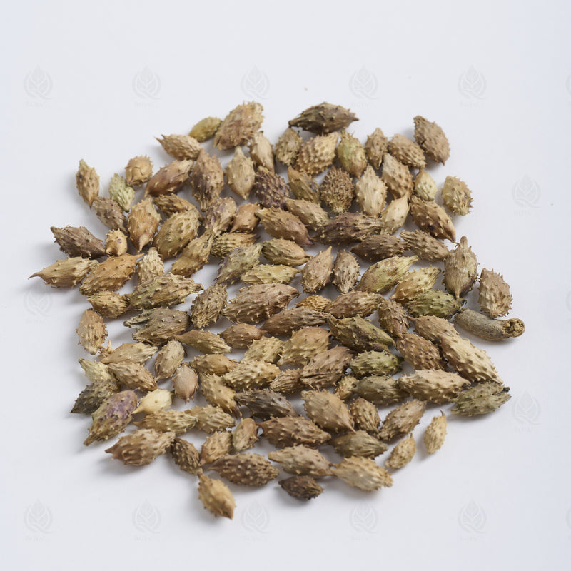 Fruits de Xanthium (Cang Er Zi) – vue de côté