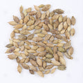 Fruits de Xanthium (Cang Er Zi) – vue de dessus