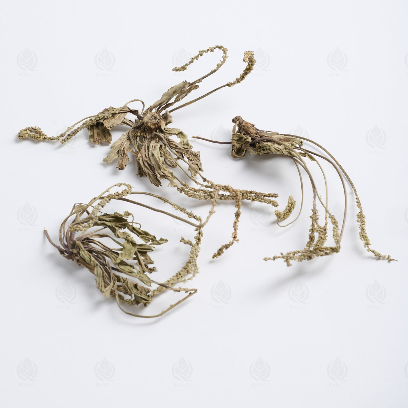 Grand Plantain (parties aériennes) (Che Qian Cao) – vue de dessus