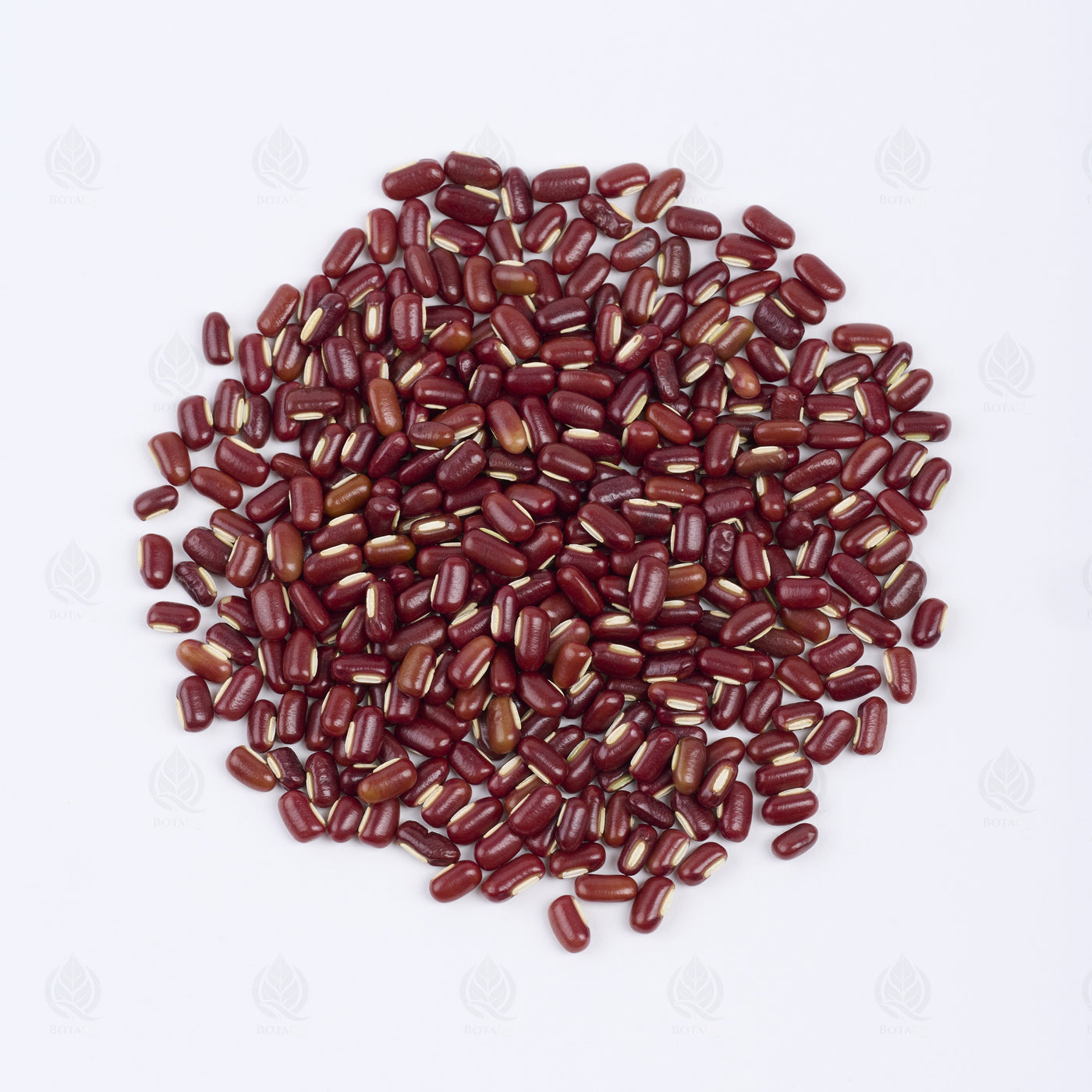 Haricot Azuki rouge (Chi Xiao Dou) – vue de dessus