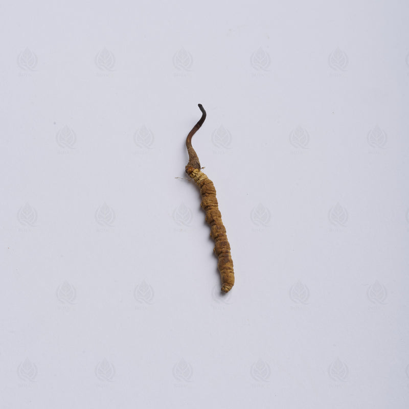Cordyceps de l’Himalaya (Dong Chong Xia Cao)