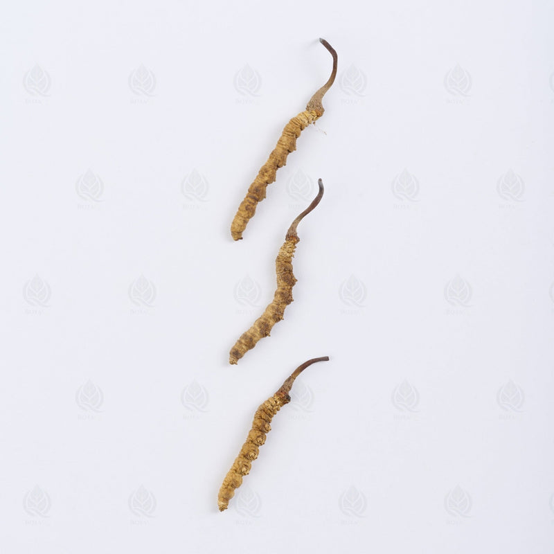 Cordyceps de l’Himalaya - 冬虫夏草 (Dong Chong Xia Cao)