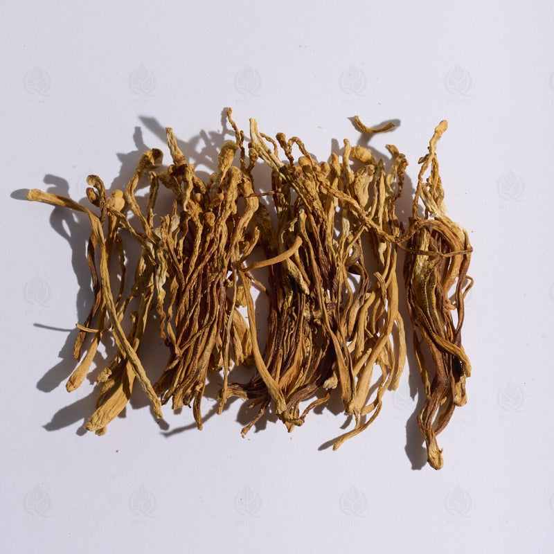 Fleur de Cordyceps militaris - 蛹虫草 (Chong Cao Hua)