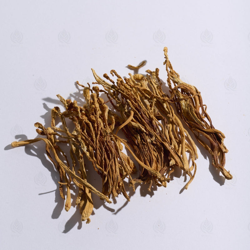 Fleur de Cordyceps militaris - 蛹虫草 (Chong Cao Hua)