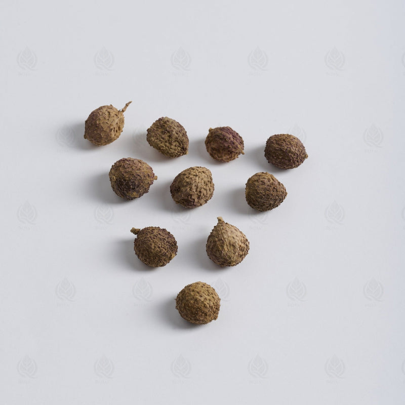 Fruits d’Amome - 砂仁 (Sha Ren)