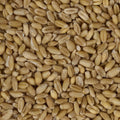 Grains de Blé légers (flottants) (Fu Xiao Mai) – vue de dessus