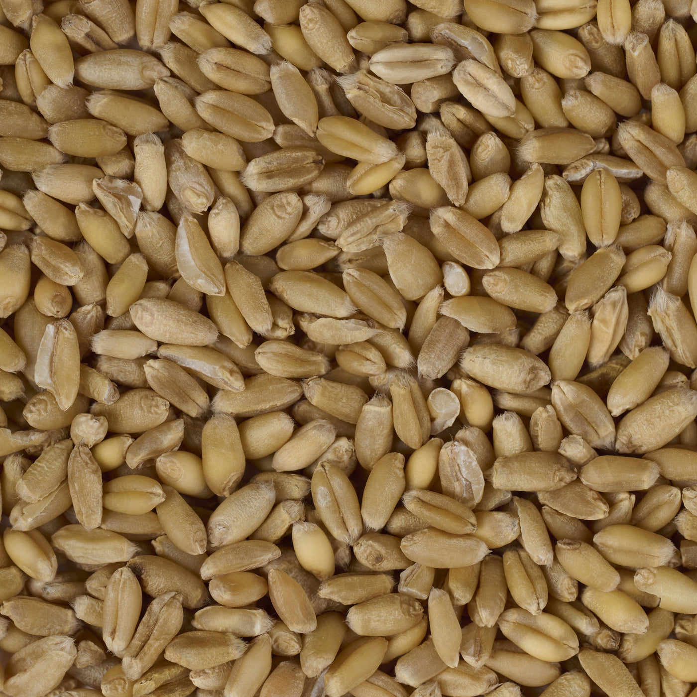 Grains de Blé légers (flottants) (Fu Xiao Mai) – vue de dessus