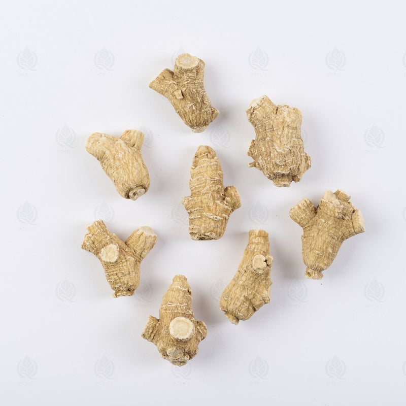 Ginseng Américain (racine entière) - 西洋参 (Xi Yang Shen)