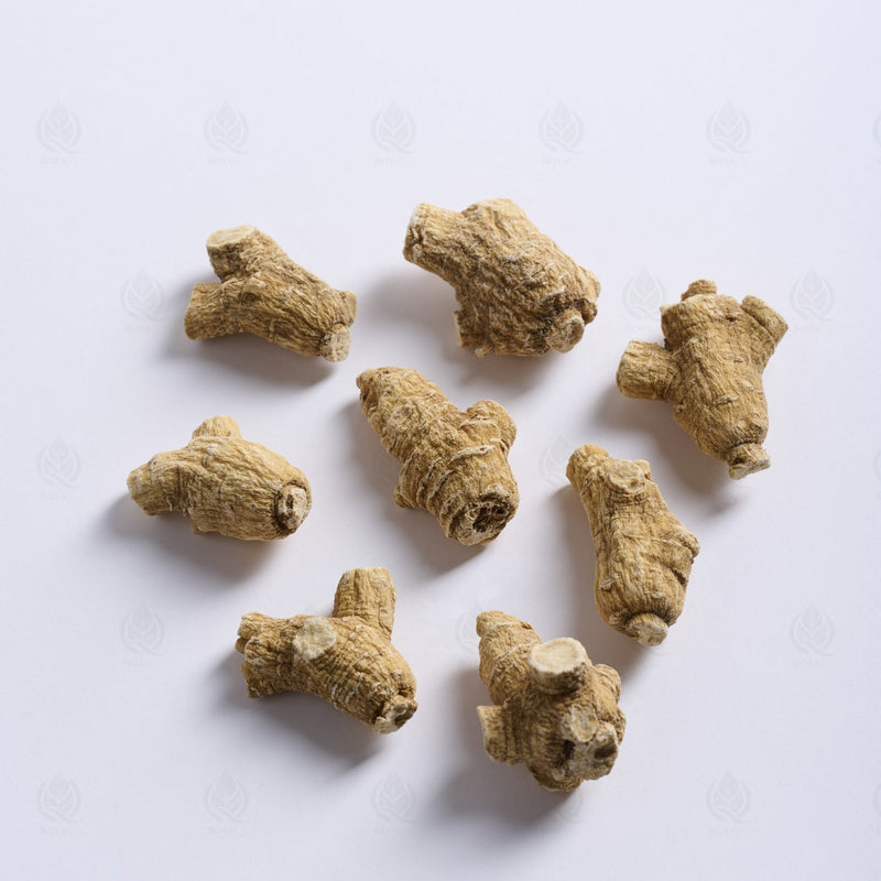 Ginseng Américain - 西洋参 (Xi Yang Shen)