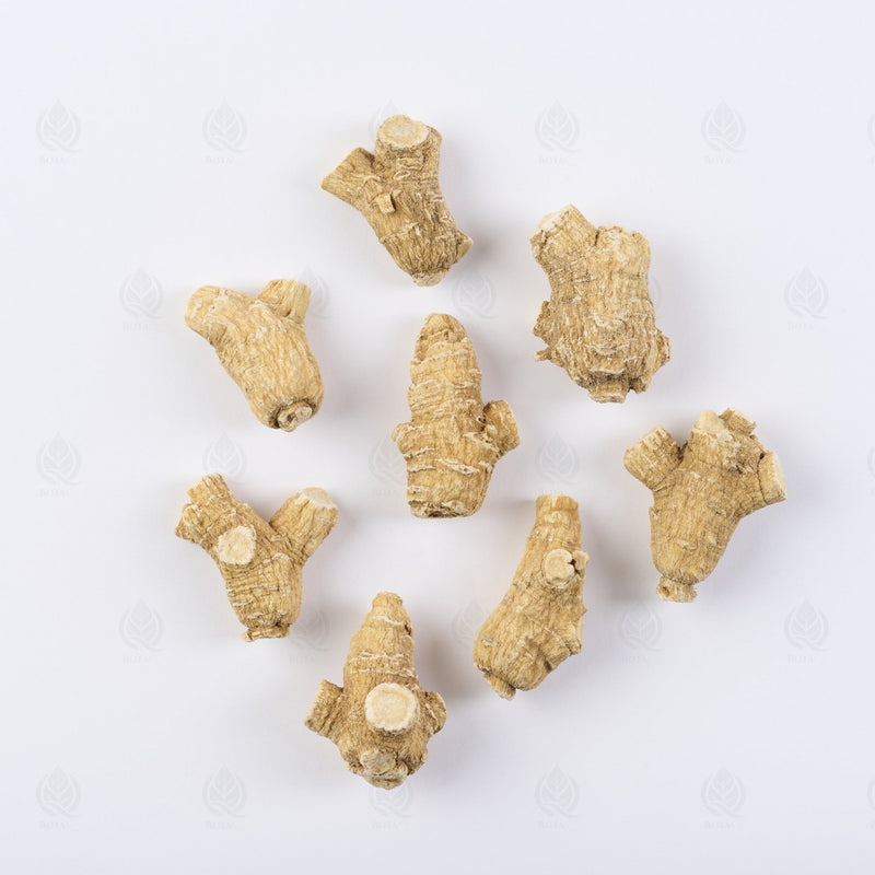 Ginseng Américain - 西洋参 (Xi Yang Shen)