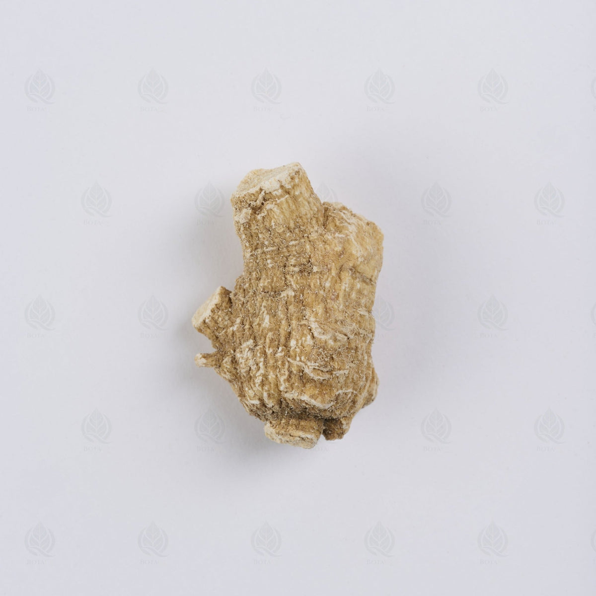 Ginseng Américain - 西洋参 (Xi Yang Shen)