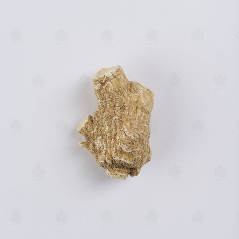 Ginseng Américain - 西洋参 (Xi Yang Shen)