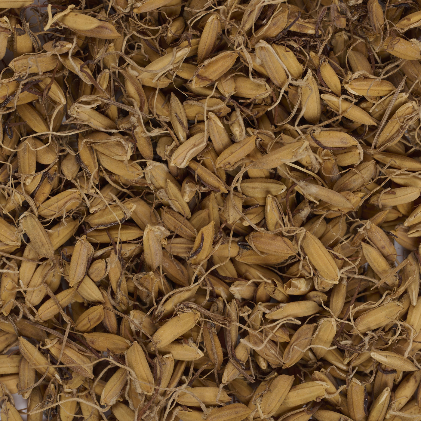 Pousses de Millet germées (Gu Ya) – vue de dessus
