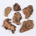 Rhodiola du Tibet (Hong Jing Tian) – vue de dessus