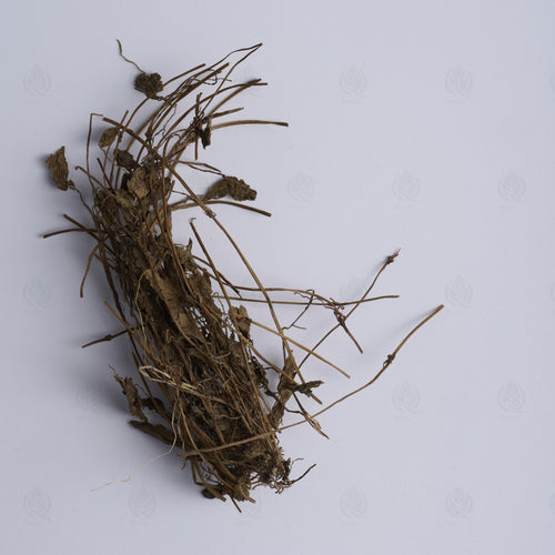 Centella asiatica (Gotu Kola) (Ji Xue Cao) – vue de dessus