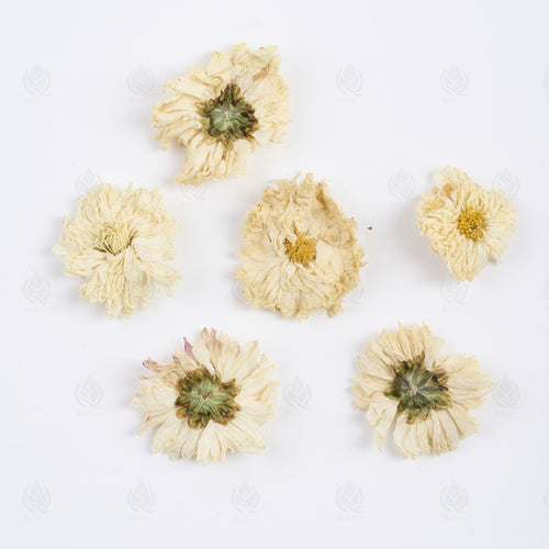 Boutons de Chrysanthème (Ju Hua) – vue de dessus