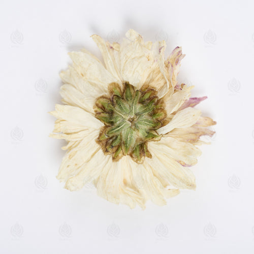 Boutons de Chrysanthème (Ju Hua) – vue de dessus
