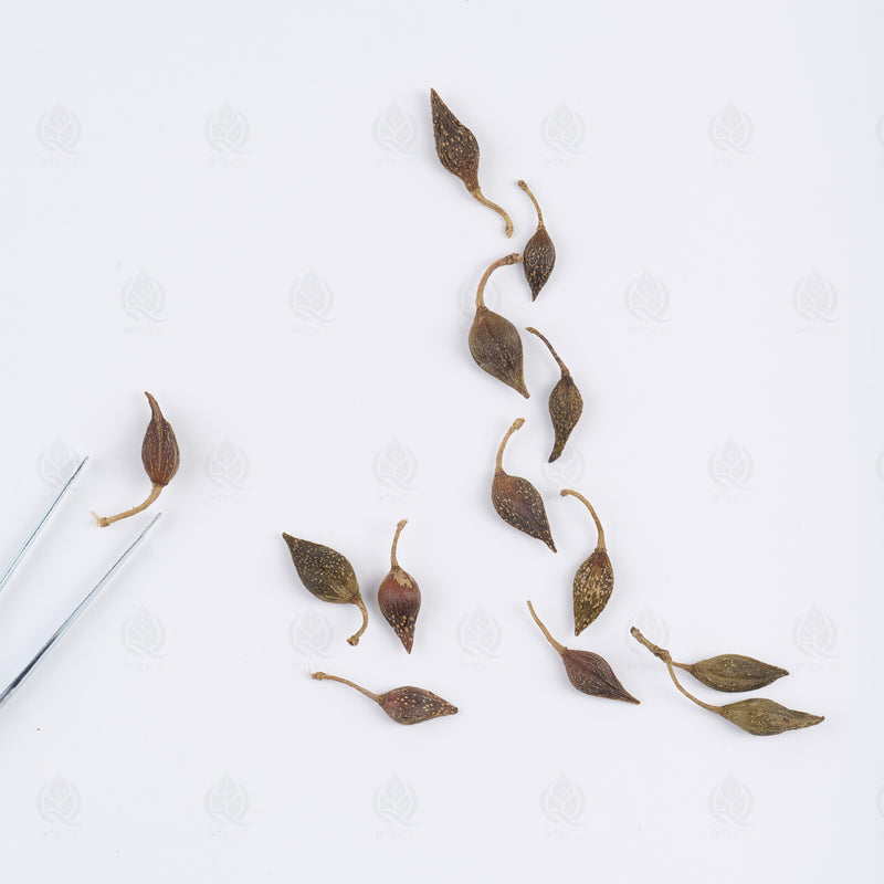 Fruits de Forsythia (Lian Qiao) – vue de dessus