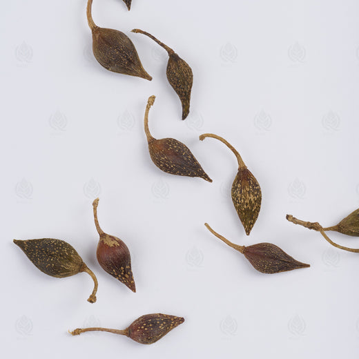 Fruits de Forsythia (Lian Qiao), vue de dessus