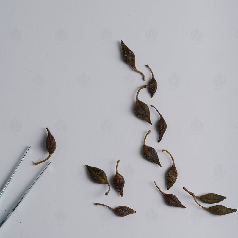Fruits de Forsythia (Lian Qiao) – vue de dessus