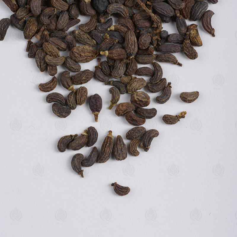 Fruit du Troène de Chine (Nu Zhen Zi) – vue de dessus