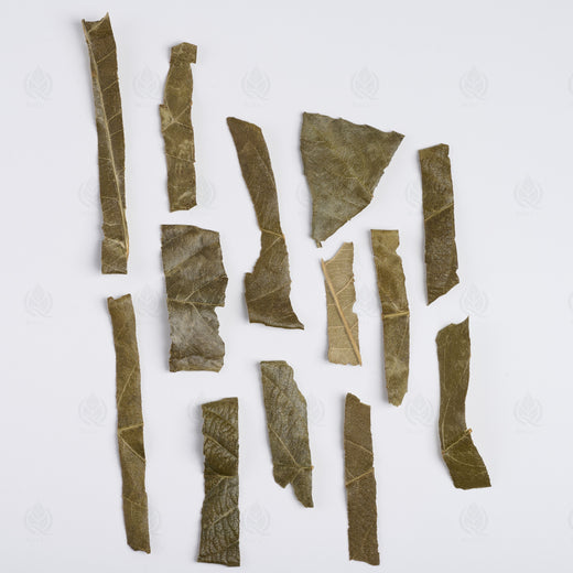 Feuilles de Néflier du Japon (Bibacier) (Pi Pa Ye), vue de dessus