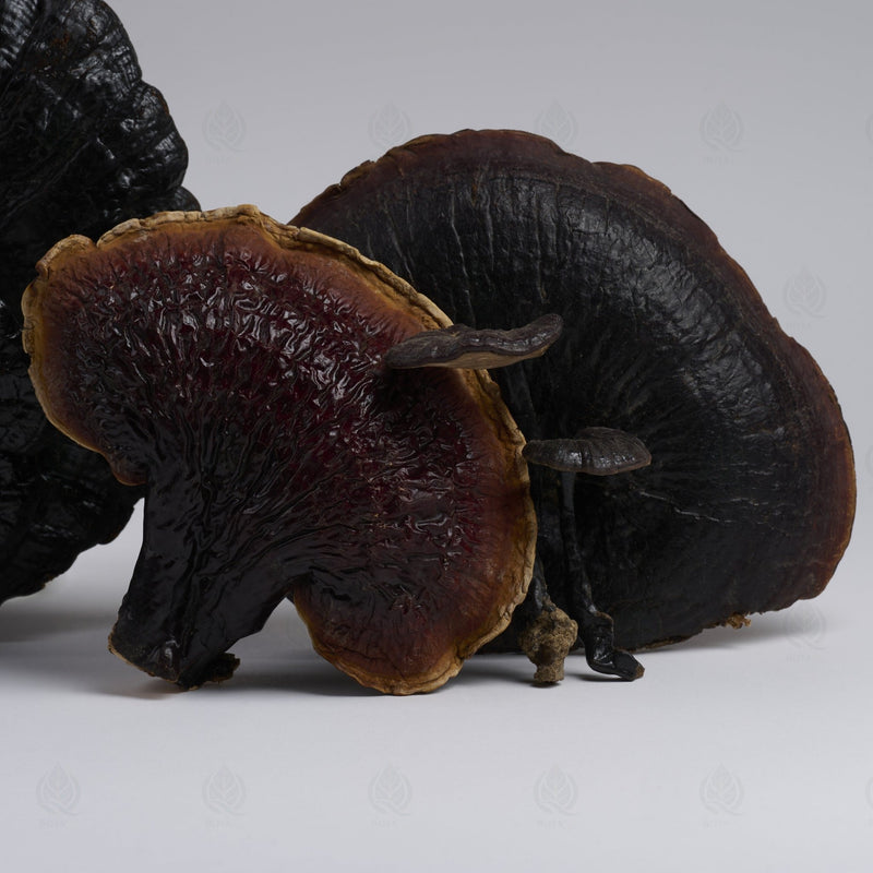 Reishi (Ganoderme luisant) - 灵芝 (Ling Zhi)