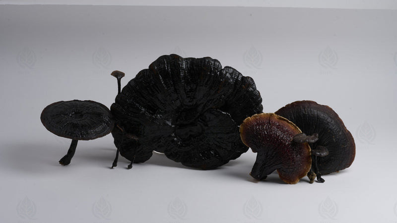 Reishi (Ganoderme luisant) - 灵芝 (Ling Zhi)