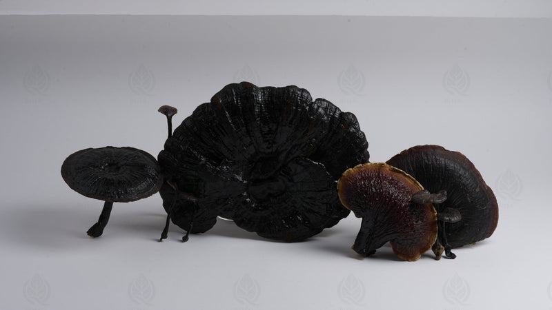 Reishi (Ganoderme luisant) - 灵芝 (Ling Zhi)