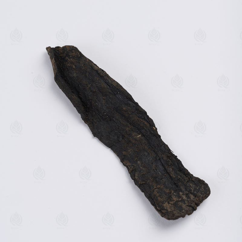 Cistanche (Rou Cong Rong) – vue de côté