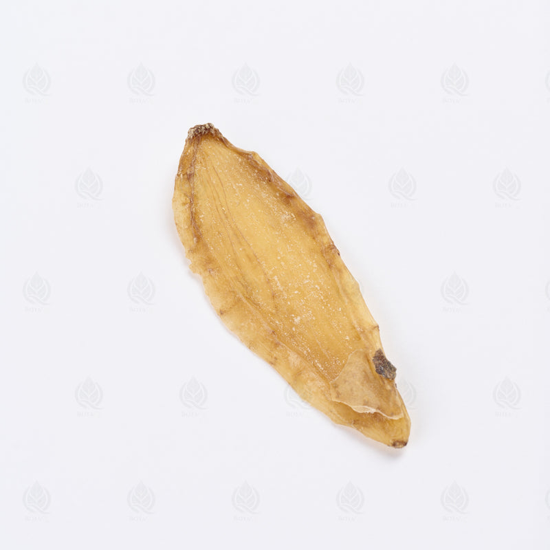 Racine de Gastrodia (Tian Ma) – vue de côté