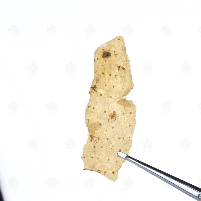 Racine de Gastrodia (Tian Ma) – vue de dessus