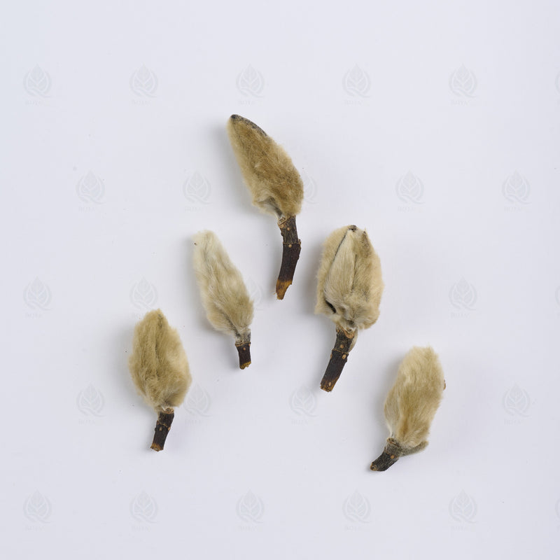Boutons de Magnolia (Xin Yi Hua) – vue de dessus