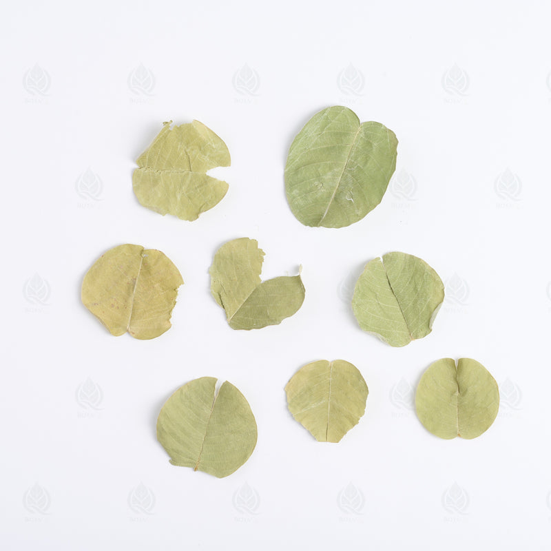 Herbe au curé (Houttuynia) (Yu Xing Cao) – vue de dessus