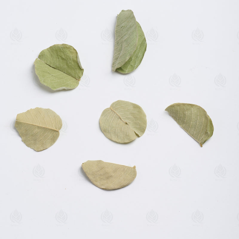 Herbe au curé (Houttuynia) (Yu Xing Cao) – vue de dessus