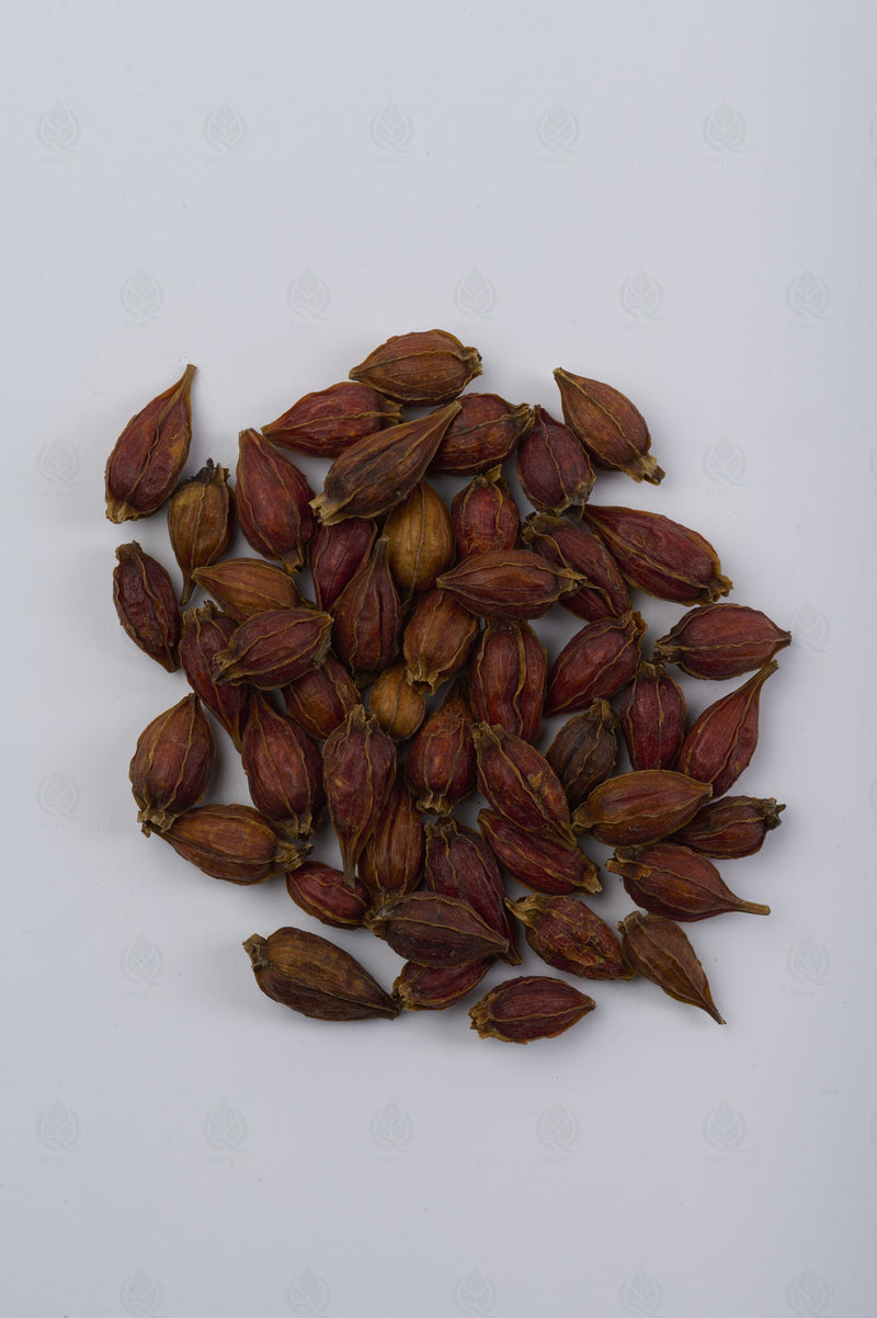 Fruit du Gardénia (Zhi Zi) – vue de dessus